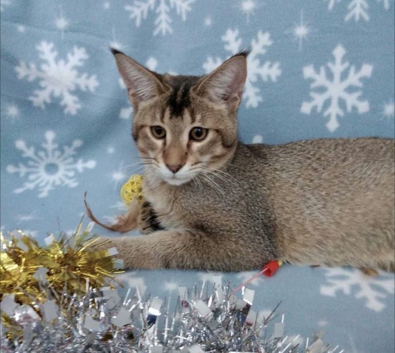 Котятя чаузи милые