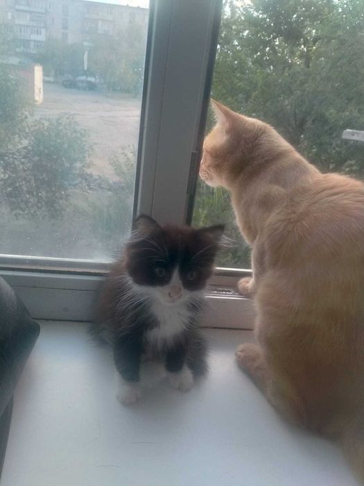 Отдам котёнка в добрые руки