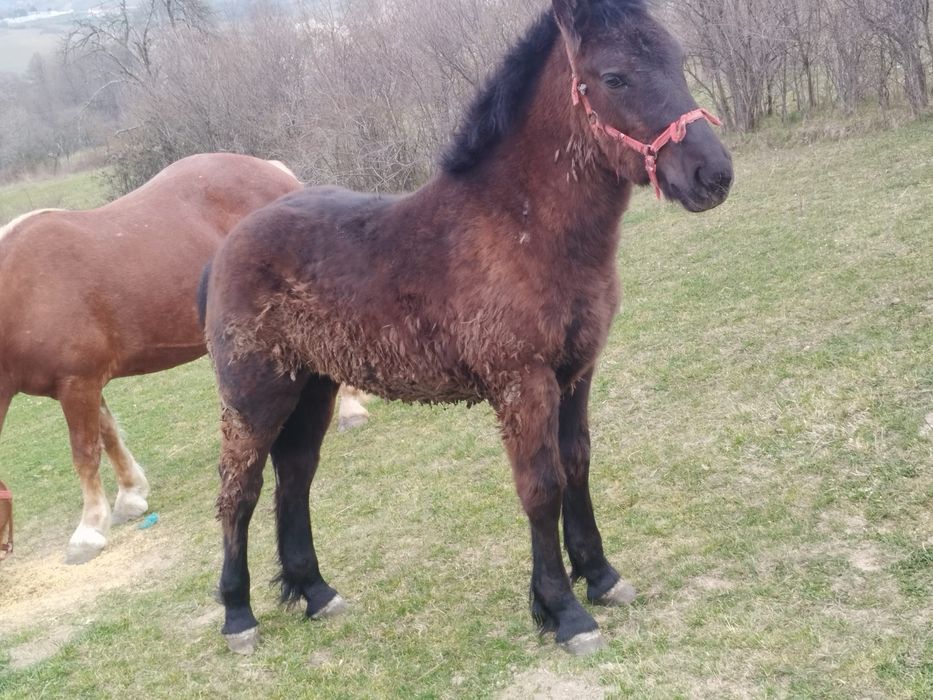 Mânză neagra de vanzare