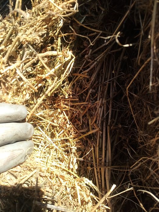 Baloți lucernă cosa 2-3  cu dimensiuni. 1,20/1,20 m