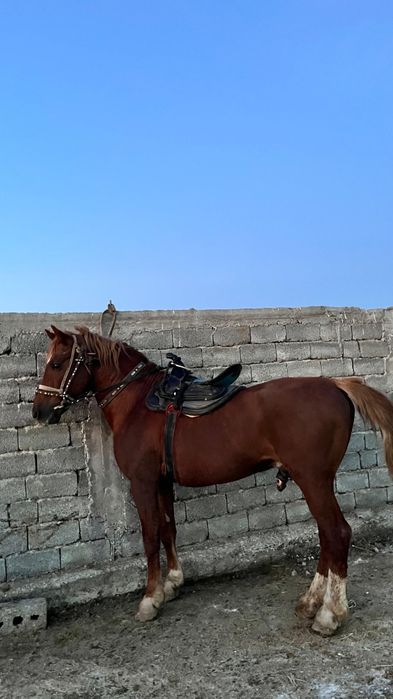 Шымкент жылқы сатылады