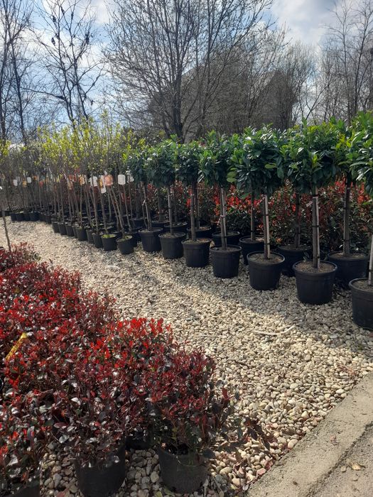 Magnolia  Plante ornamentale  Copaci Mesteacăn