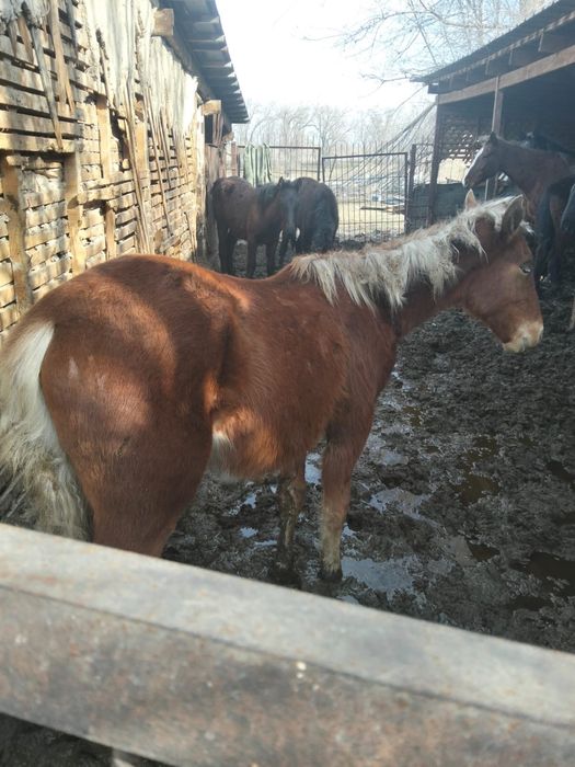 Продам жеребца.