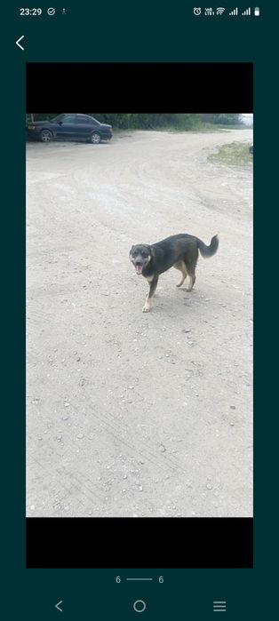 Отдам щенков есть мальчики и девочки