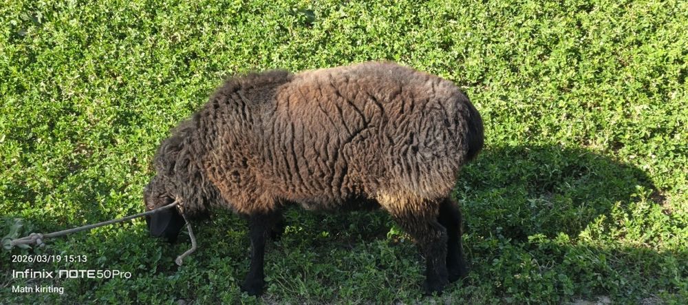 Boqilgan qõchqor sotiladi