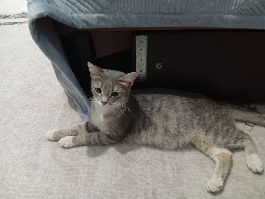 Отдам кошечку в хорошие руки