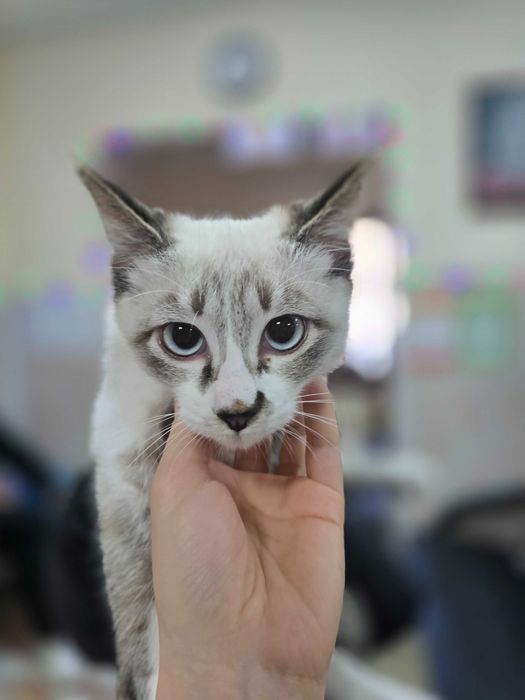 Котёнок ищет семью!