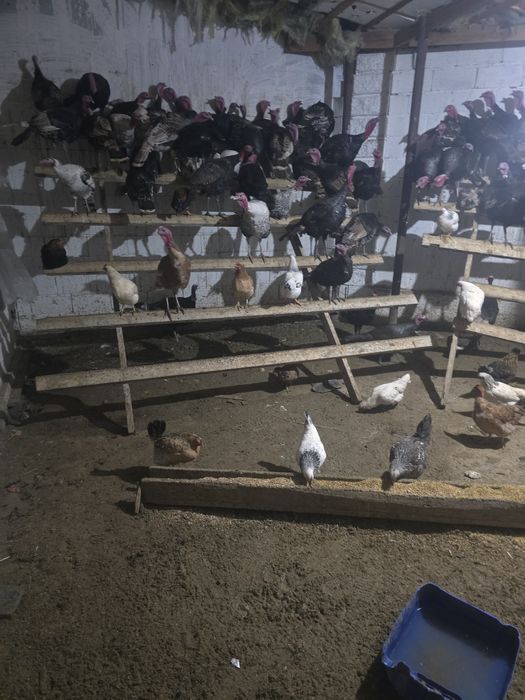 Индюктер сатылады