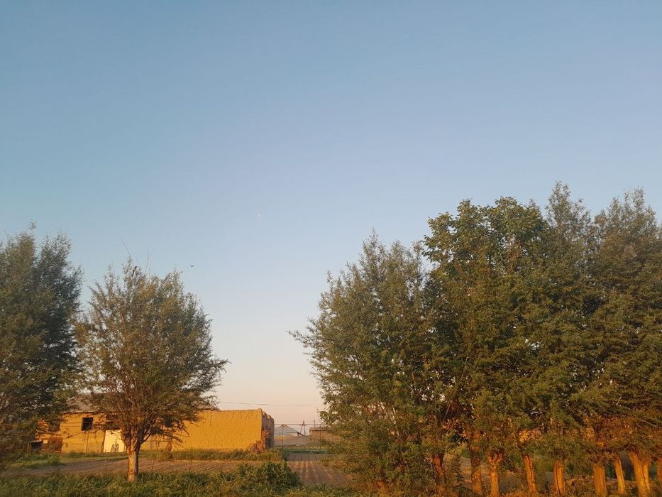 Yer Sotiladi 15 Sotx Chinoz Tumani Paxta Maxalasi