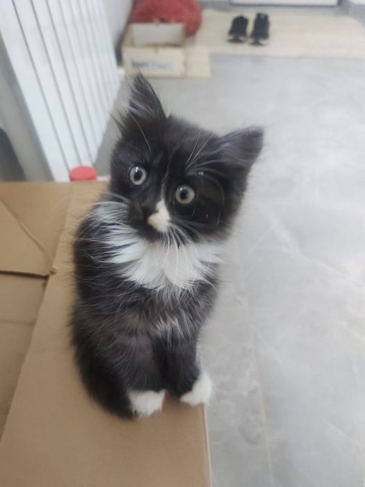 Отдам котенка в добрые руки.