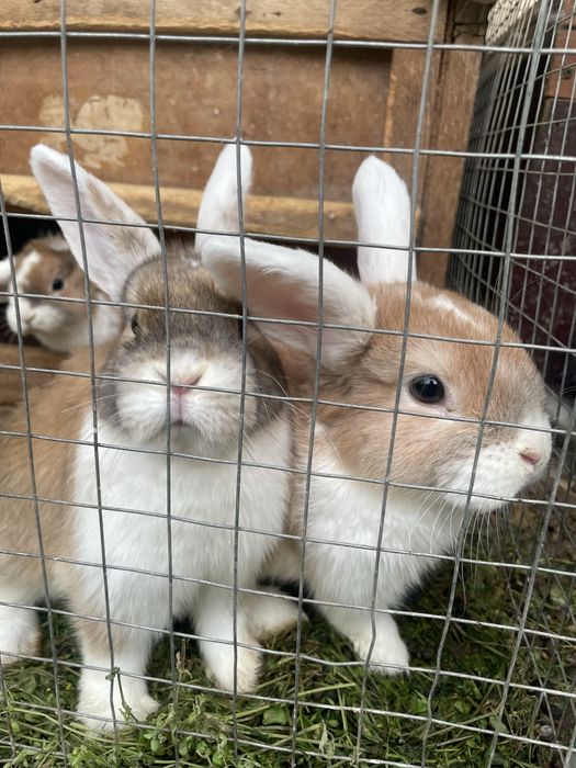 Карликовые кролики