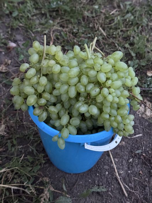 Продам дачный участок(дачу)!