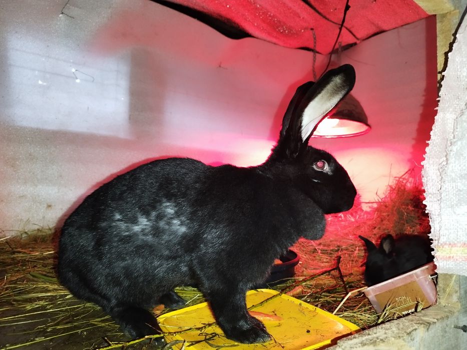 Vând iepurași german-fluture