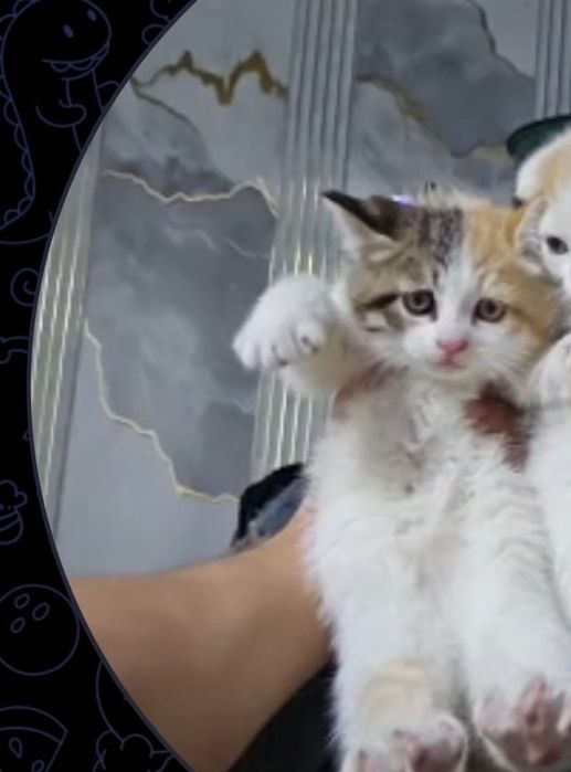 Британский кошка