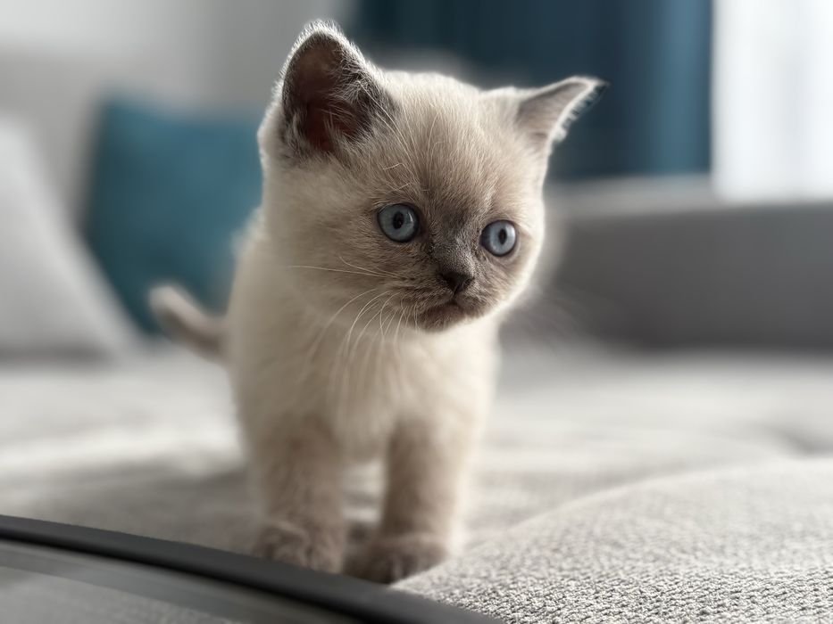 Puiuț British Shorthair