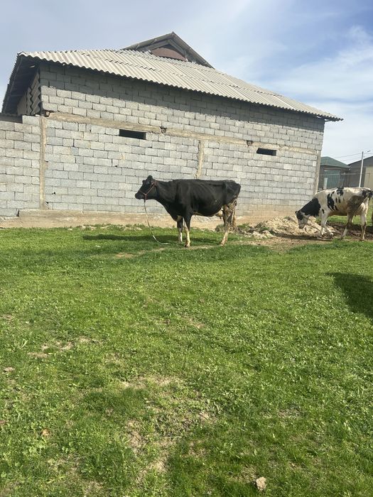 Гольштин черный пестер