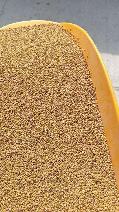 Seminte, Samanta Lucerna Selectată si Descuscutata recolta 2025