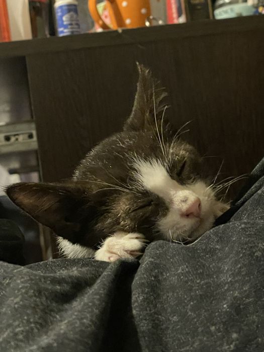 Котик ищет свой дом