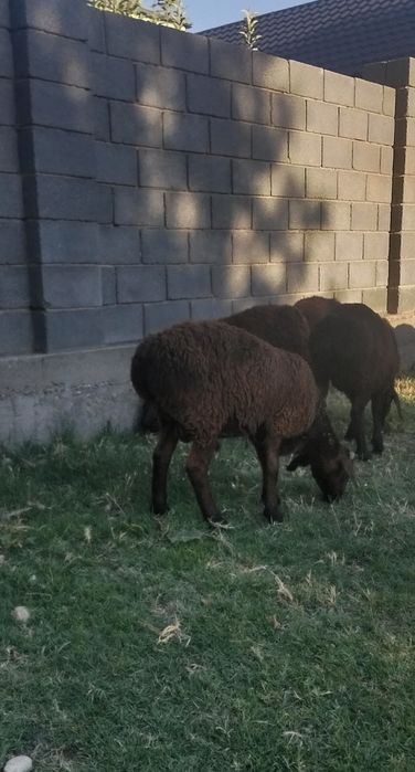 Козы кошкар сатлады