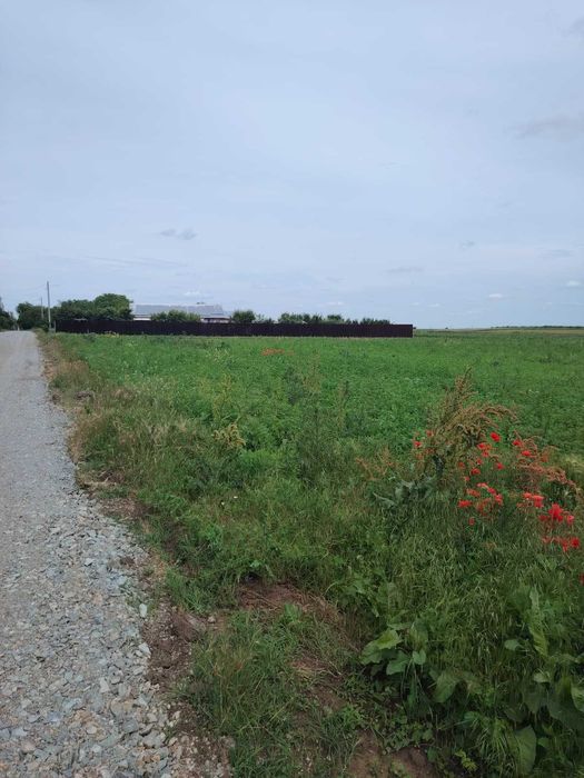 Vand teren Mariuta - Belciugatele-1000mp - Intravilan - 30€/mp-Direct Proprietar