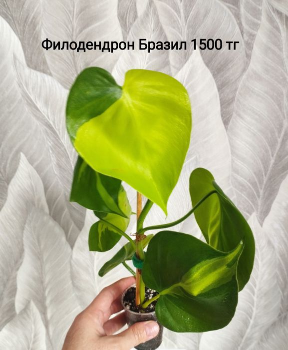 Цветы Монстера Бурле макс, филодендрон