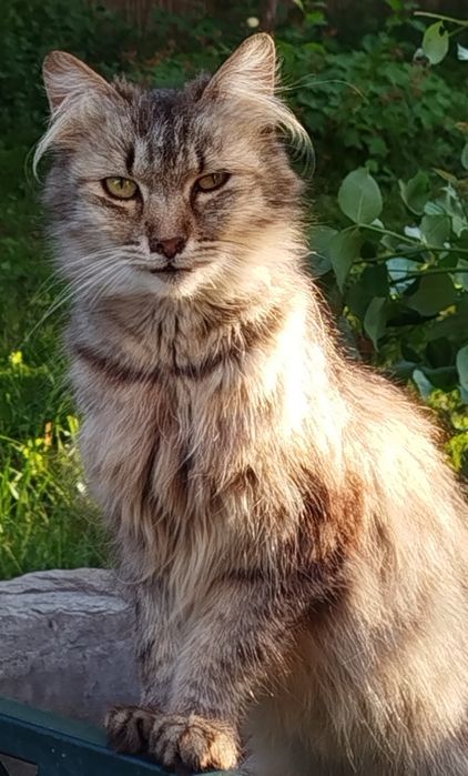 Разкошна котка търси любящ дом