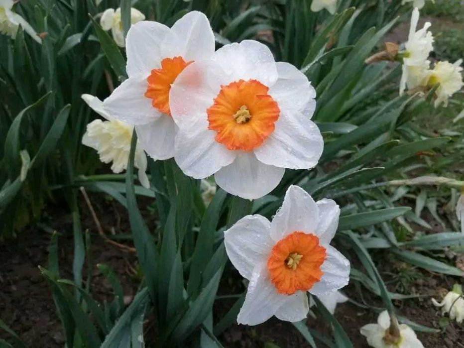 10 броя луковици