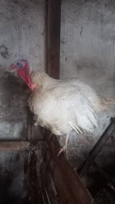 Индюк продам самец