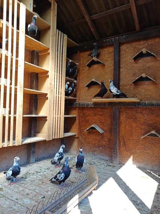 Vând porumbei stil vechi