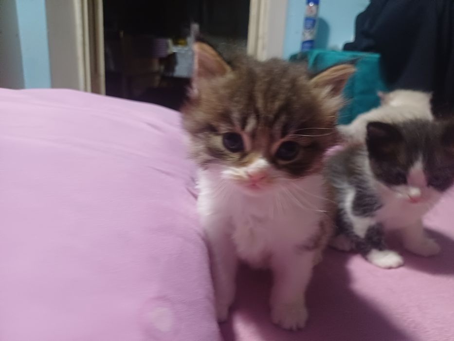 Котята ищут хозяев
