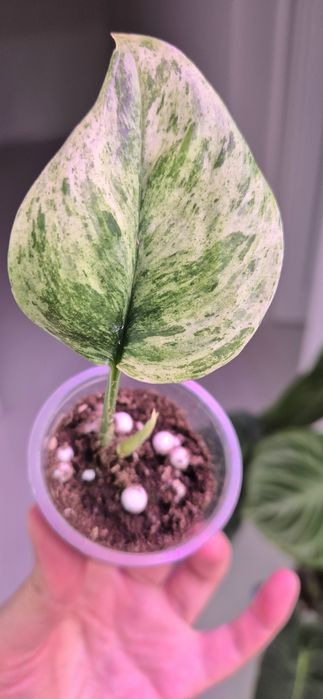 Продам сортовые сциндапсусы