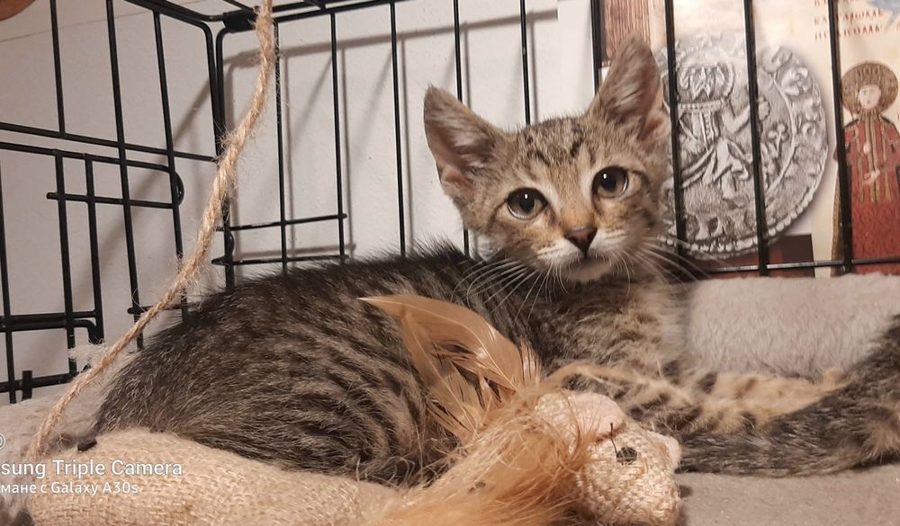 Котарачето Вито на 3 месеца търси дом