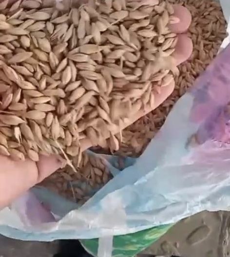 Продам Ячмень  Овес