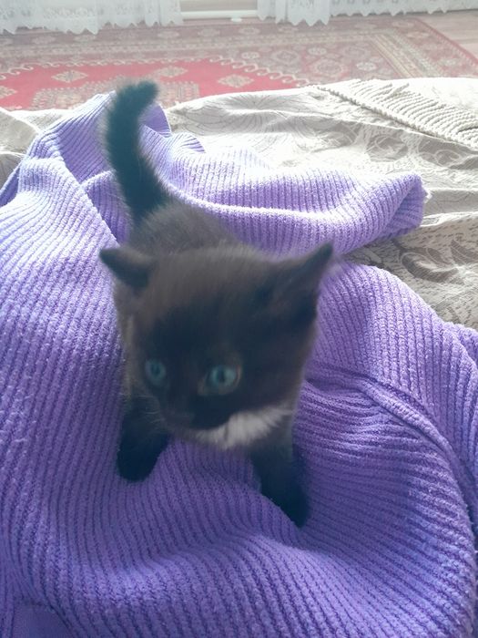 Отдам котят серый и черный