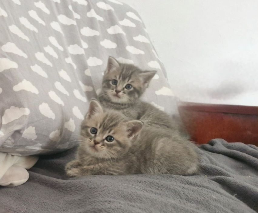 Британские котята