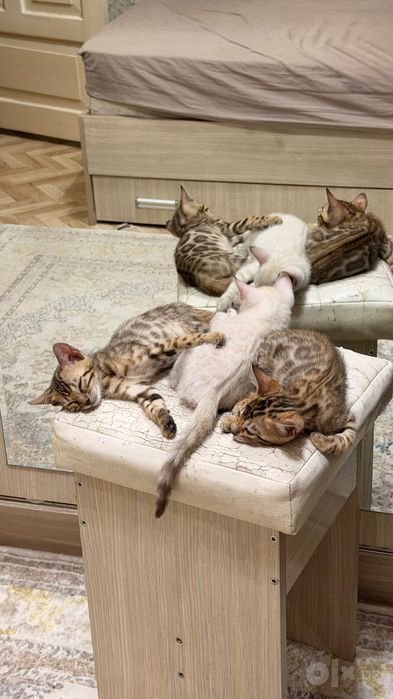 Бенгальские котята