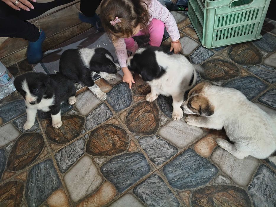 Подарявам Кученца!