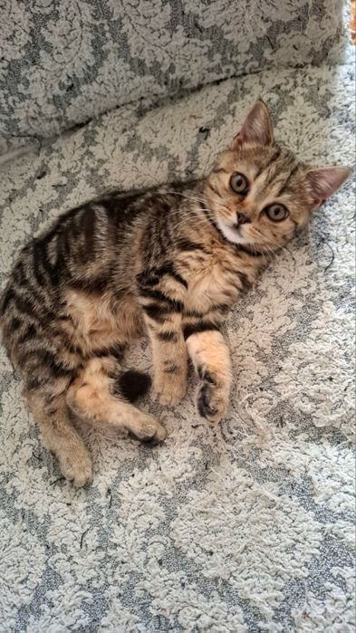 Девочка скоттиш страйт