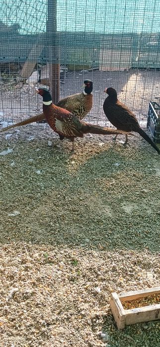 Pereche fazan tenebros