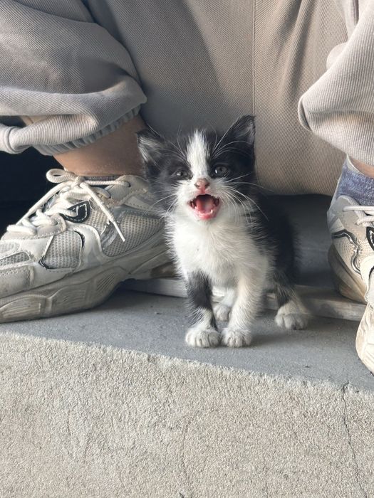 Отдам котенка в хорошие руки