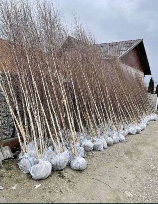 Mestecan și tei oferte