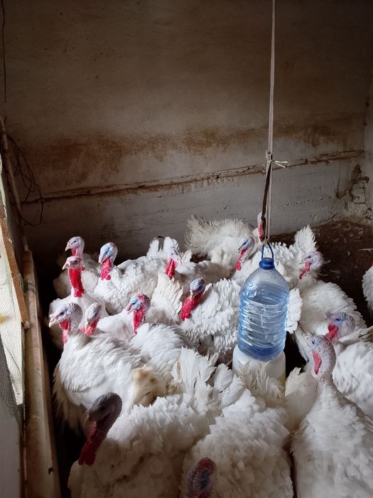 Big 6 sotiladi 7-15 kg