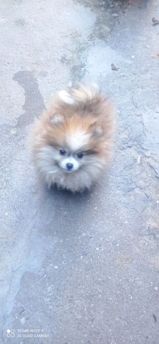 Чистокръвен мини померан