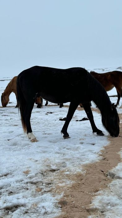 Жылқы сатамын( жайылымдағы айғырлар)
