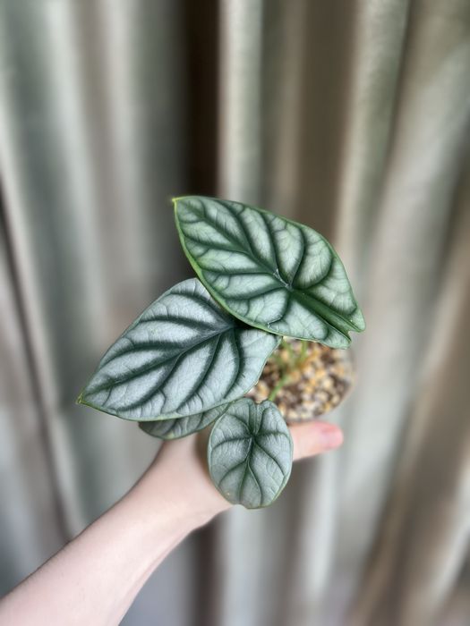 Алоказия Серебряный дракон