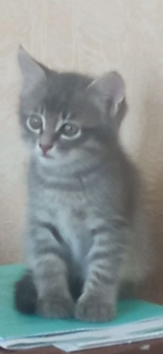 Котята  в добрые руки