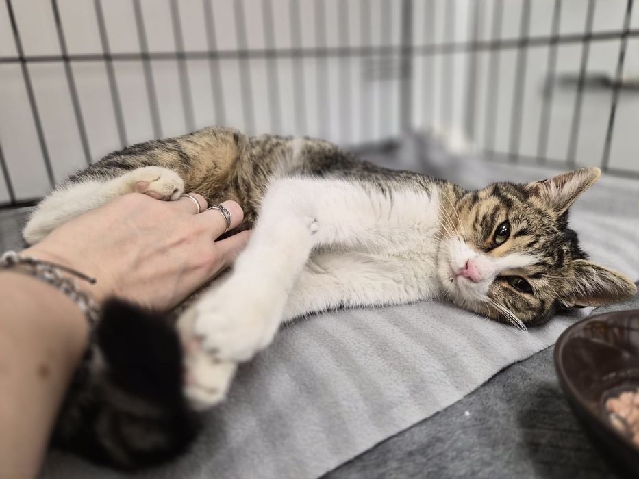 Pisicuță blândă de 8 luni salvată din frig caută familie iubitoare