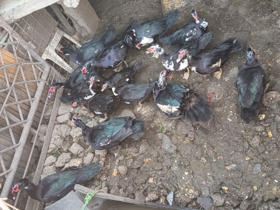 Rățoi leșești de vânzare