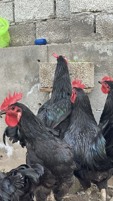 Гигант кора шахзода хурозлари