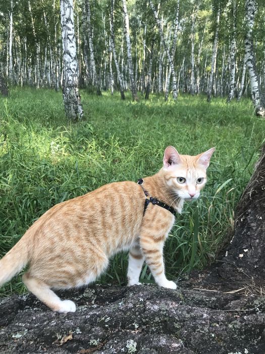 Отдам в добрые руки кота и кошечеку